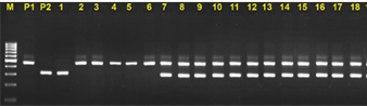 Description: H:Hinh PCRhinh gui bo sungSSR10_BC1_1.jpg